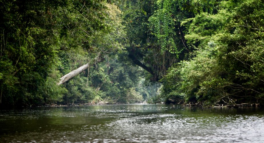 Taman Negara natuur Taman Negara natuur